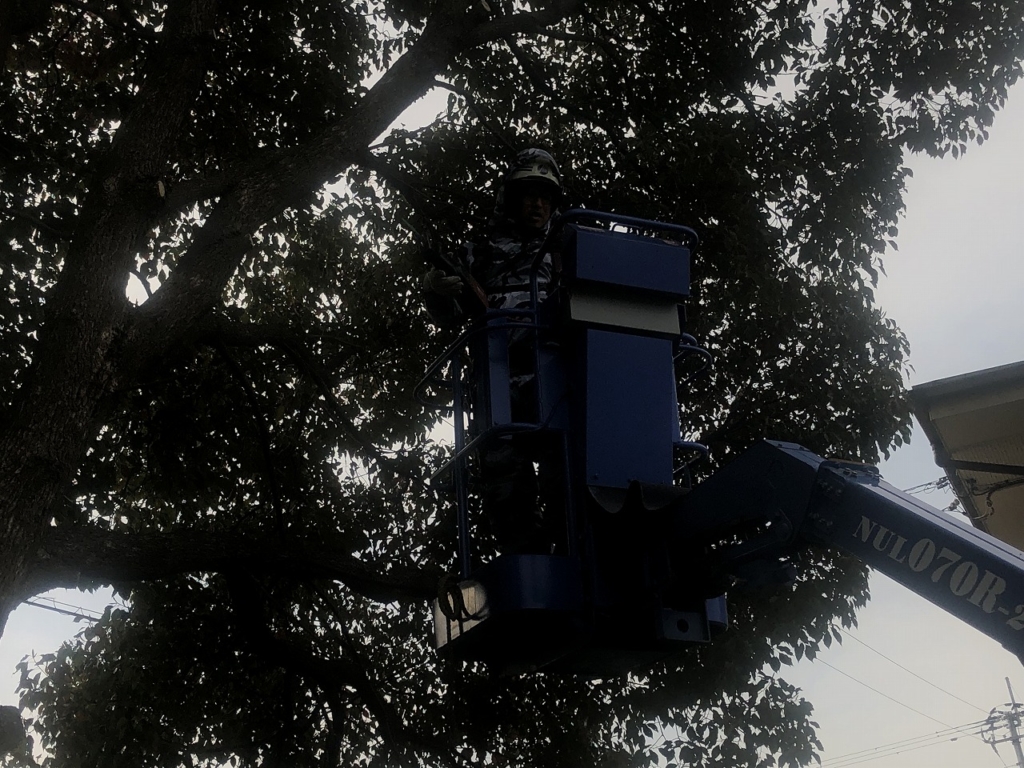 高所作業車での伐採状況