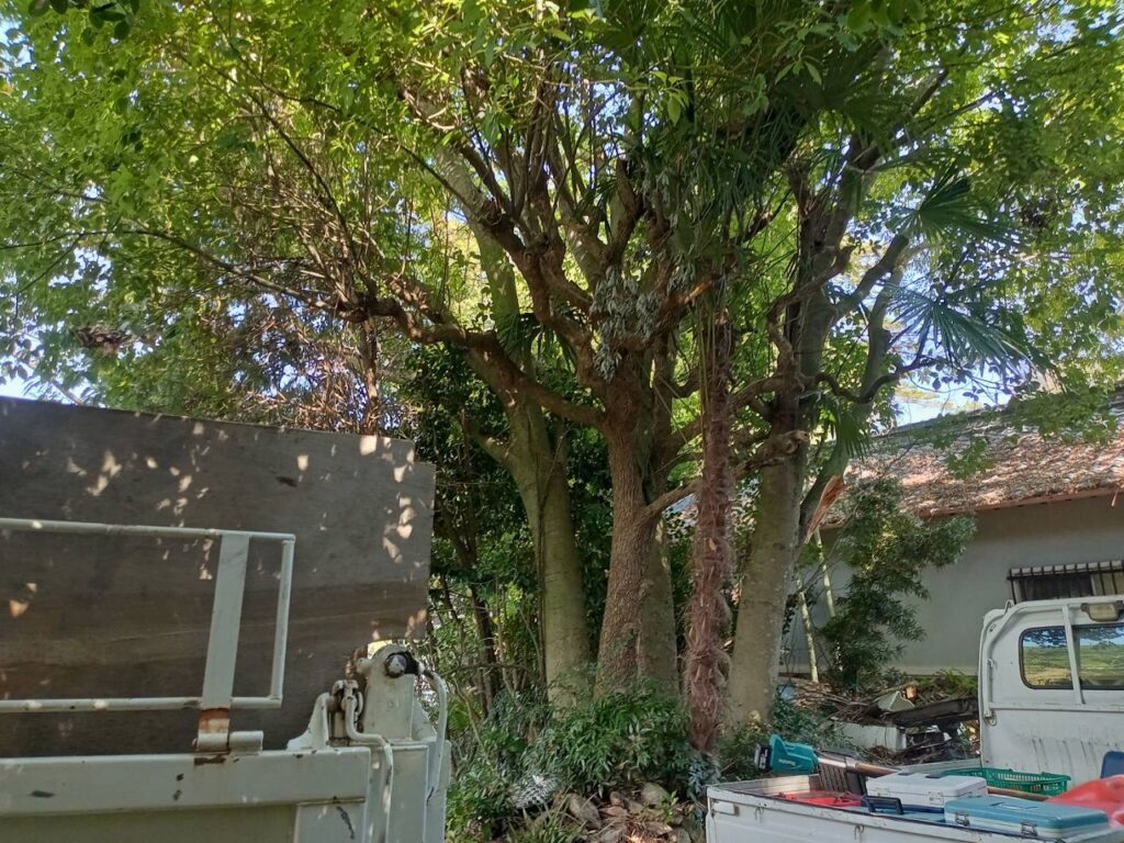 南側伐採前状況