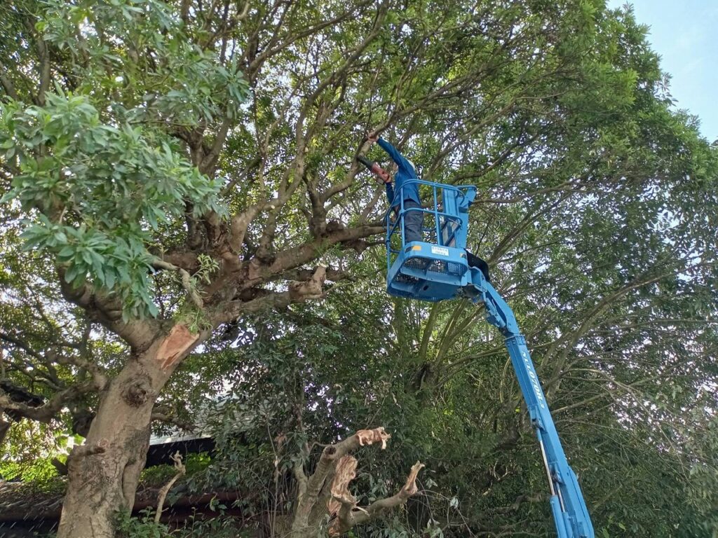 高所作業車での枝打ち