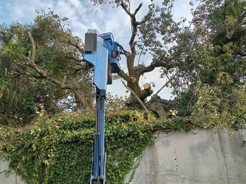 引き込み電線部分の伐採