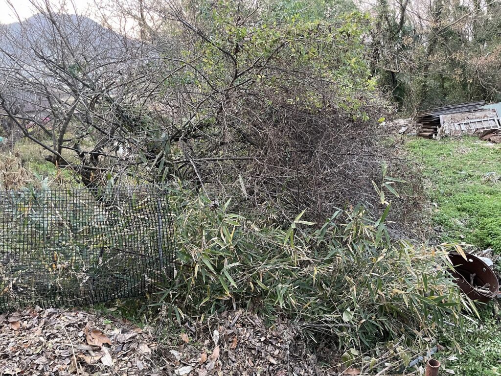 イノシシの通り道