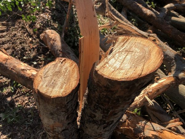 根株の除去