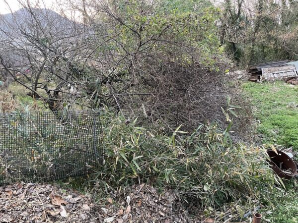 イノシシ柵設置前