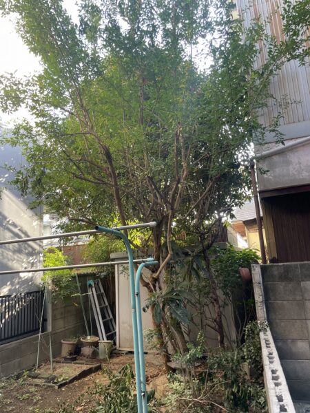 住居奥の伐採前状況