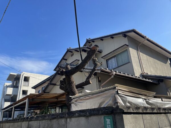 伐採・枝打ち完了