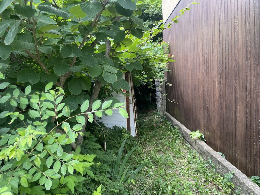 伐採・草刈り前