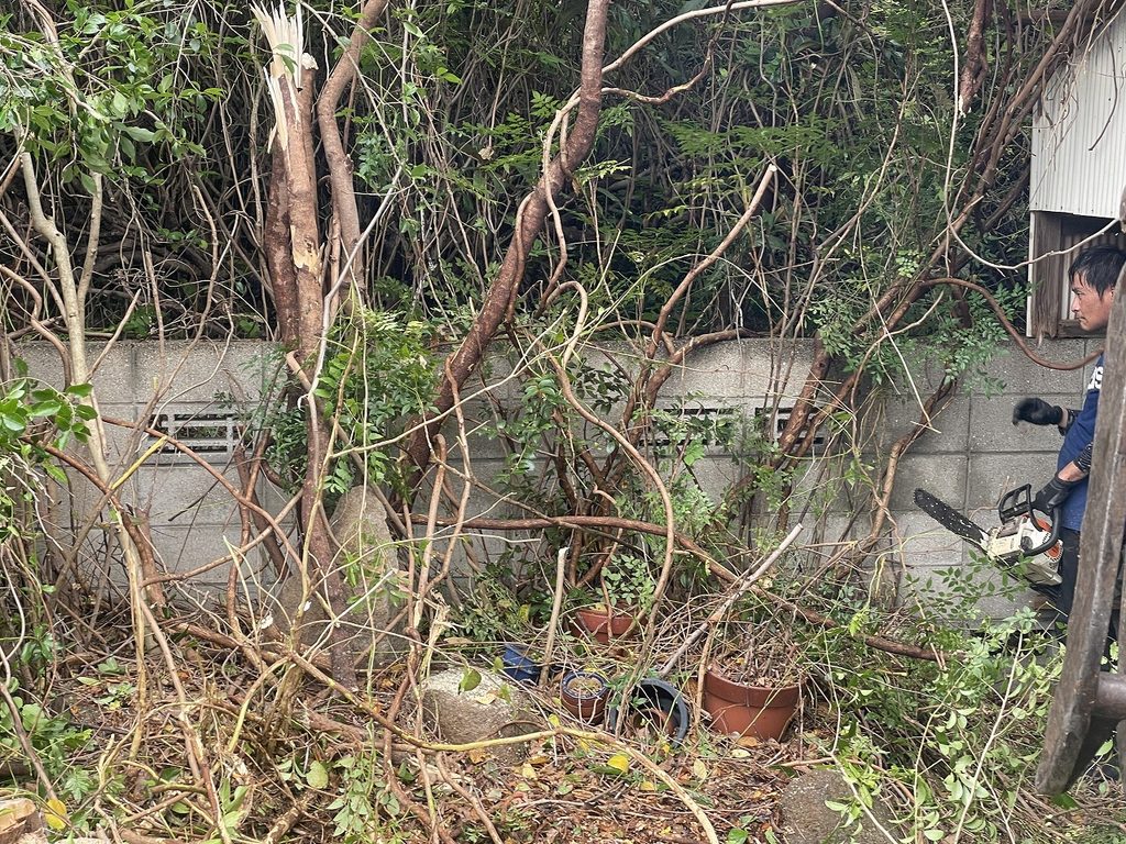 奥側建屋部分の木の伐採